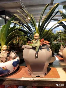 隆江花花世界 一份专属于您的礼物，在花香中寻觅美好