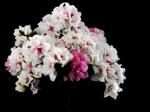 春日馈赠 早布卢默与科系鲜花在礼品花卉销售中的魅力